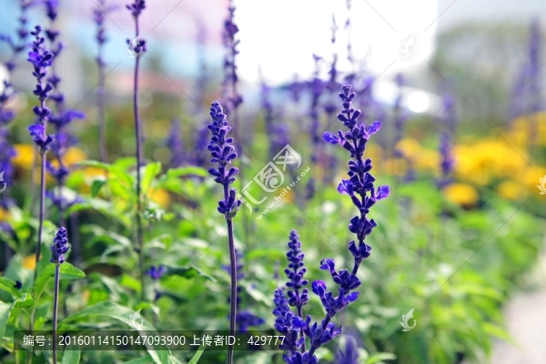薰衣草,紫色花