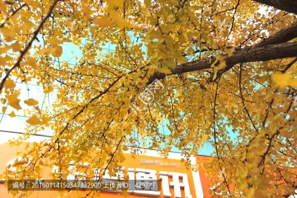 金黃銀杏