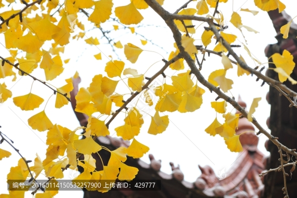 黃葉,秋景,晚秋