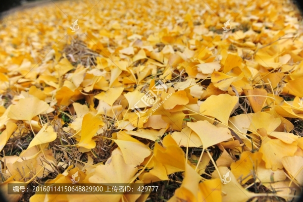 落葉,銀杏葉,樹(shù)葉