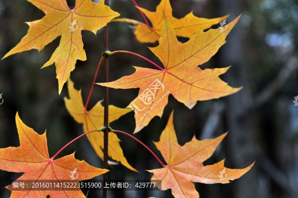 楓葉,秋天樹葉,金黃樹葉