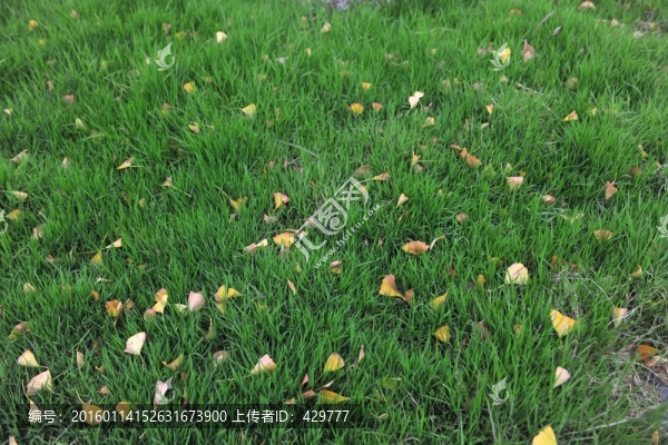 草地,綠草地