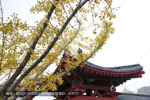 銀杏樹,秋天銀杏樹,金秋