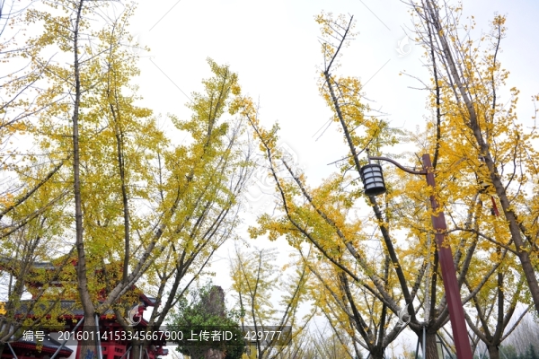 樹林,黃樹葉,銀杏樹
