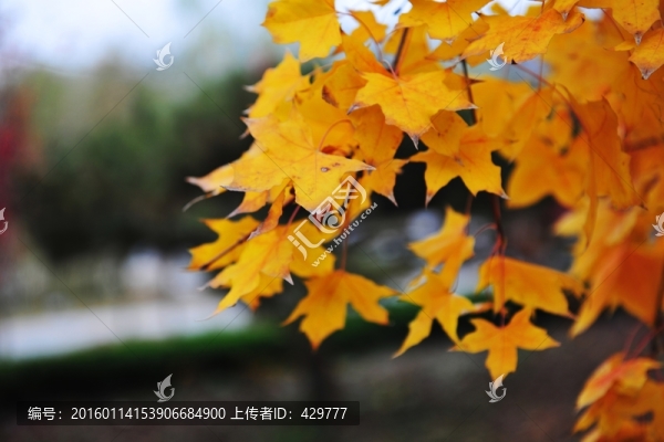 楓葉高清,金秋樹葉,楓葉