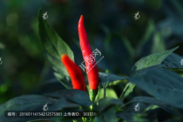 辣椒