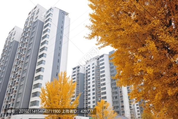 秋天樹葉,銀杏樹,金黃色