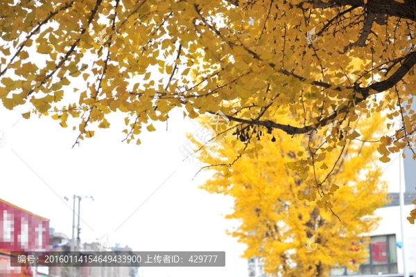 銀杏樹,秋天