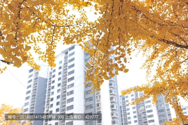 銀杏樹(shù)葉,秋景,金黃色