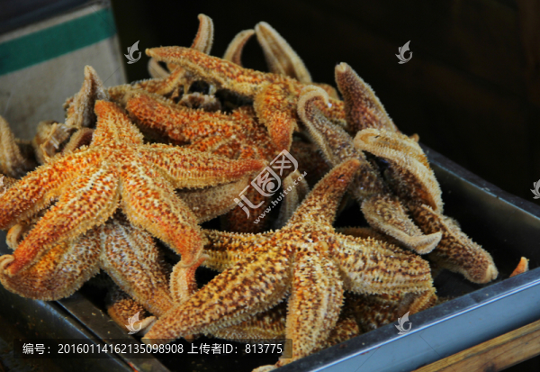 美食海星