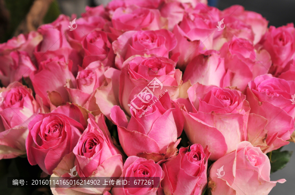 玫瑰花3