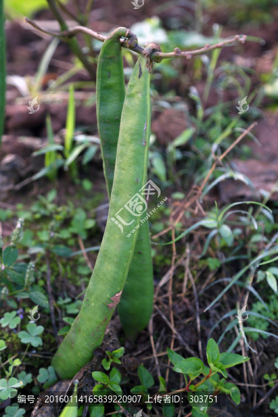 白蕓豆