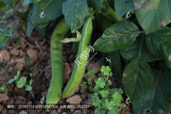 白蕓豆