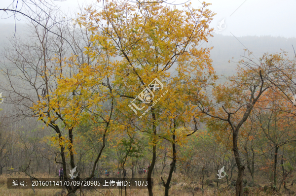 山谷秋樹(shù)