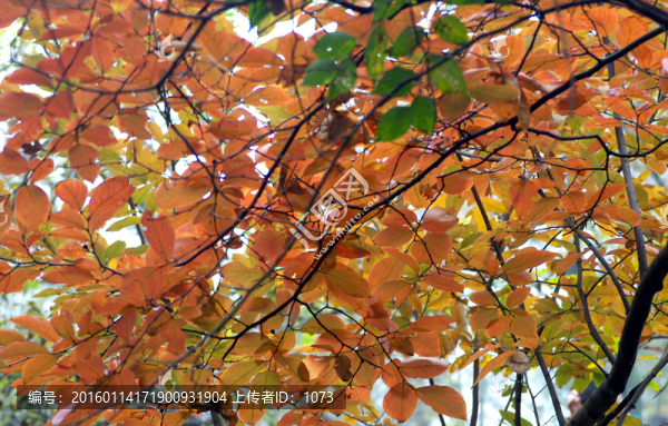 霜葉紅于二月花