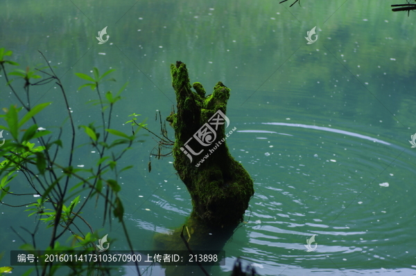 樹樁,湖水