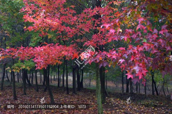 霜葉紅于二月花