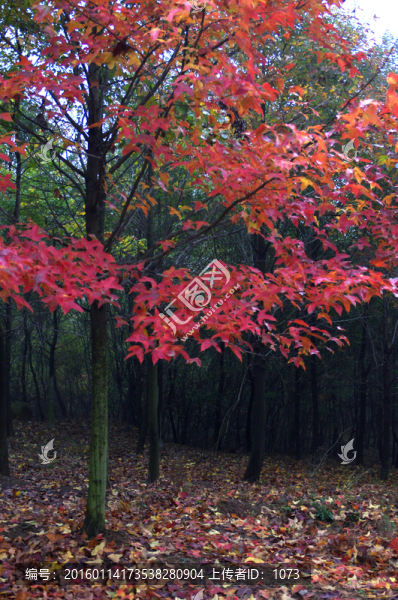 林中紅葉