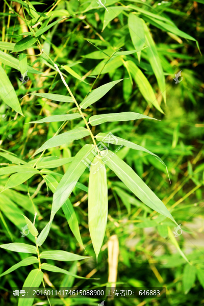 竹葉