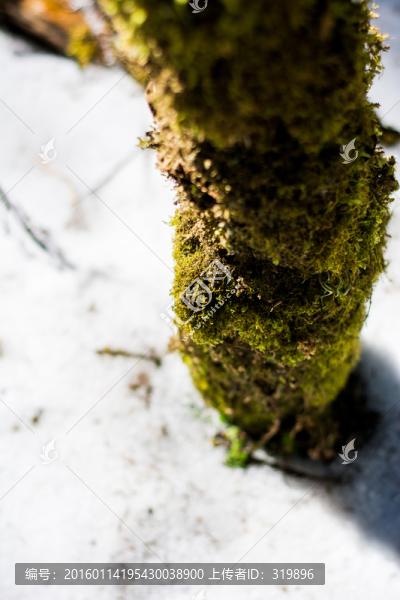 雪原,樹干與苔蘚