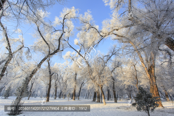樹林