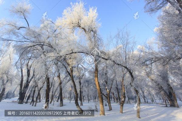樹林
