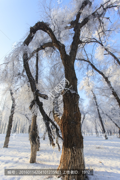 樹林