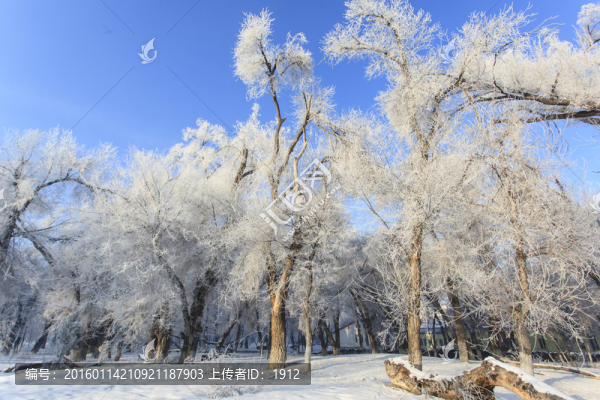 雪景