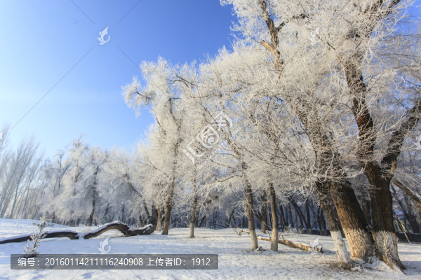 樹林