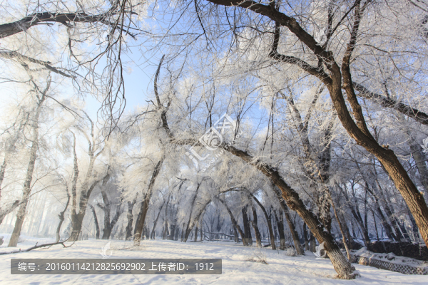 樹林
