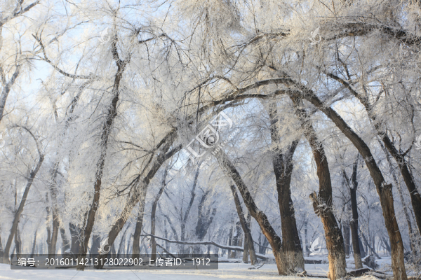 樹林