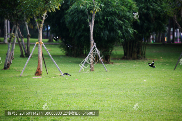 林中小鳥(niǎo)