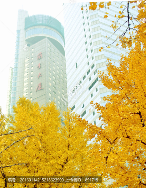 銀杏樹(shù)林