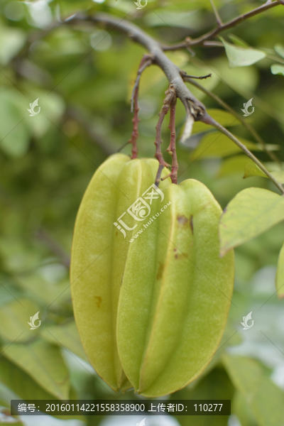 楊桃