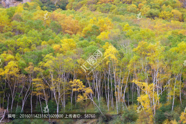 長白山岳樺林秋色