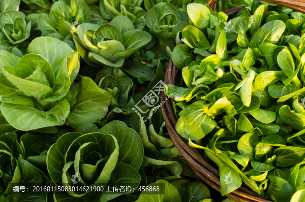 菜園中的青菜