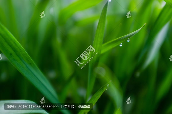 麥苗特寫