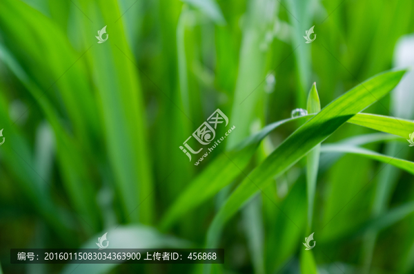 麥苗特寫