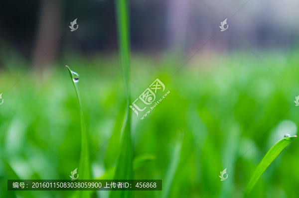 麥苗特寫