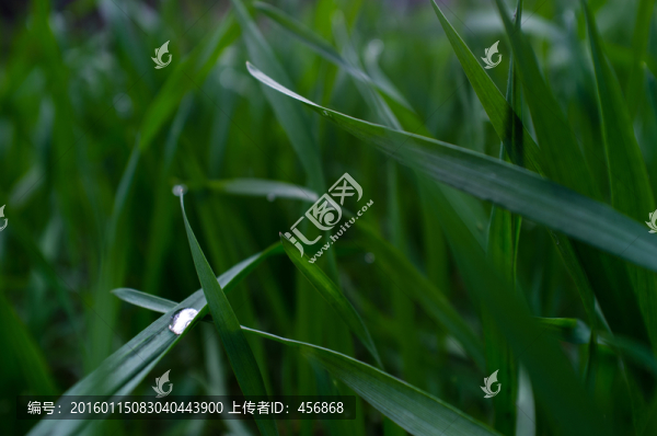麥苗特寫(xiě),露珠