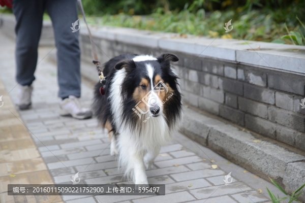 奔跑的狗狗