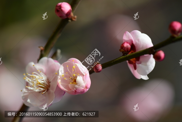 梅花