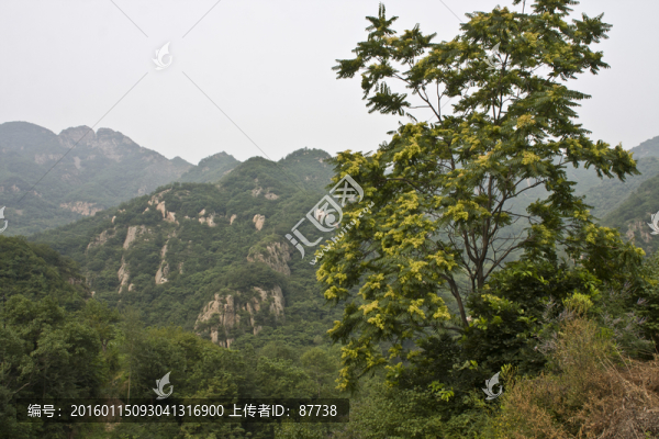 大樹