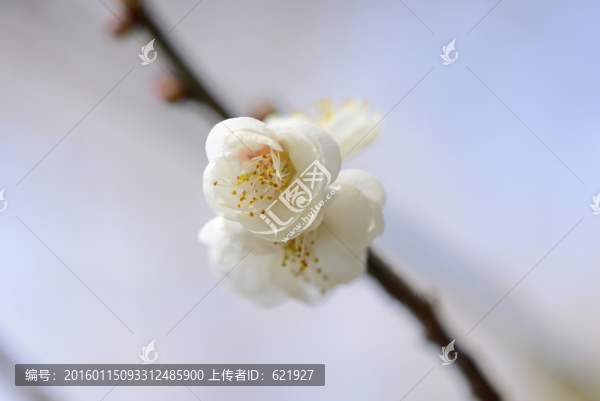 梅花