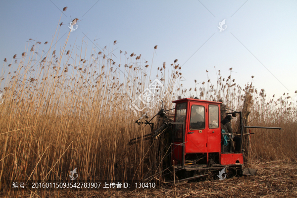 收割蘆葦