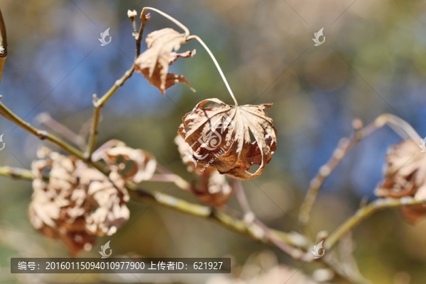 楓葉,枯敗