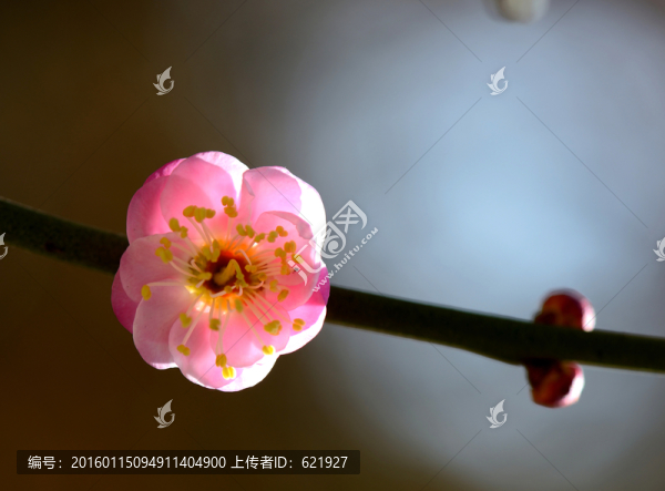 梅花