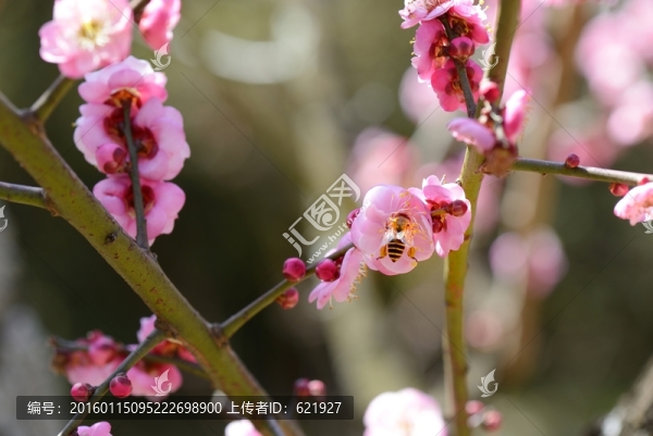 梅花