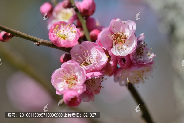 梅花