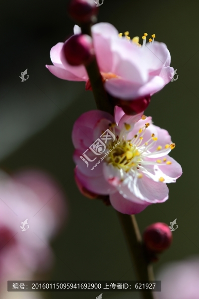 梅花,盆景